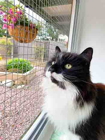 Bertie